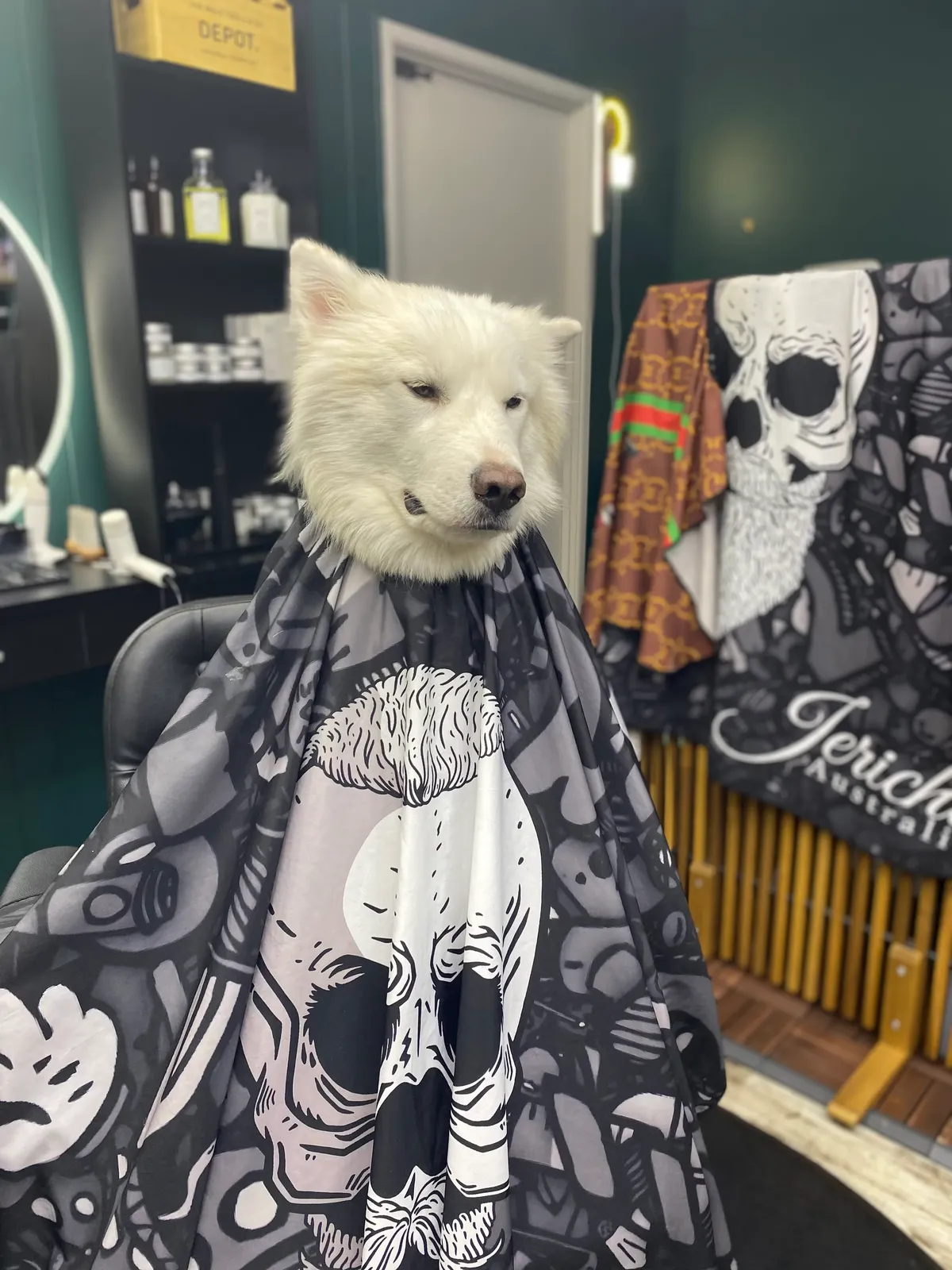 Snoopy, the Bear Cave Barbershop mascot dog, sitting in the barber chair wearing a cape